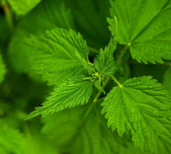 言情小说 App 分类筛选界面：甜宠、虐恋、古言、现言标签以卡片网格铺开，手指正点在其中一个标签上